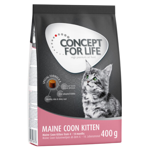 Concept for Life Maine Coon Kitten –